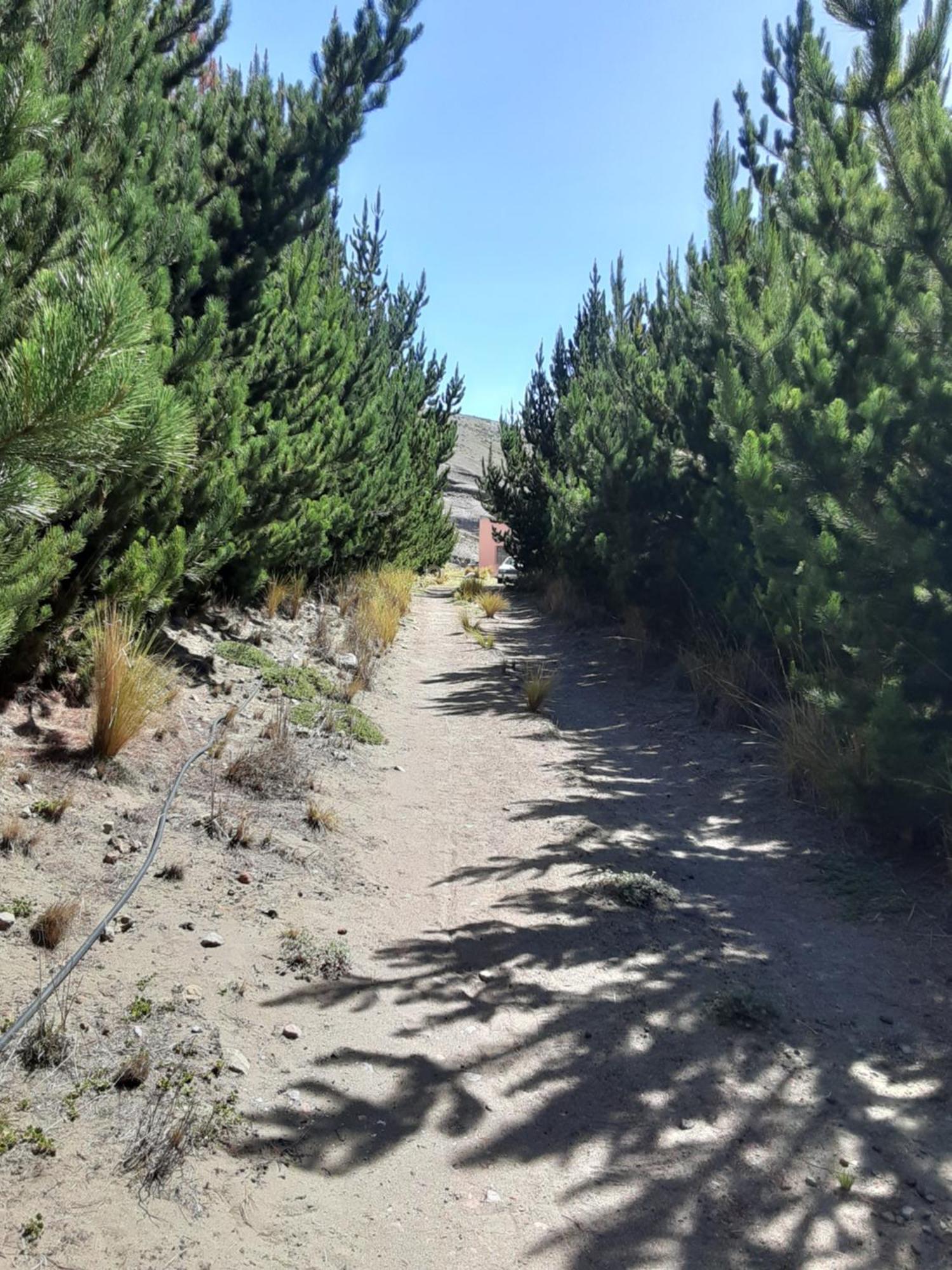 Hospedaje Chimborazo Exterior photo